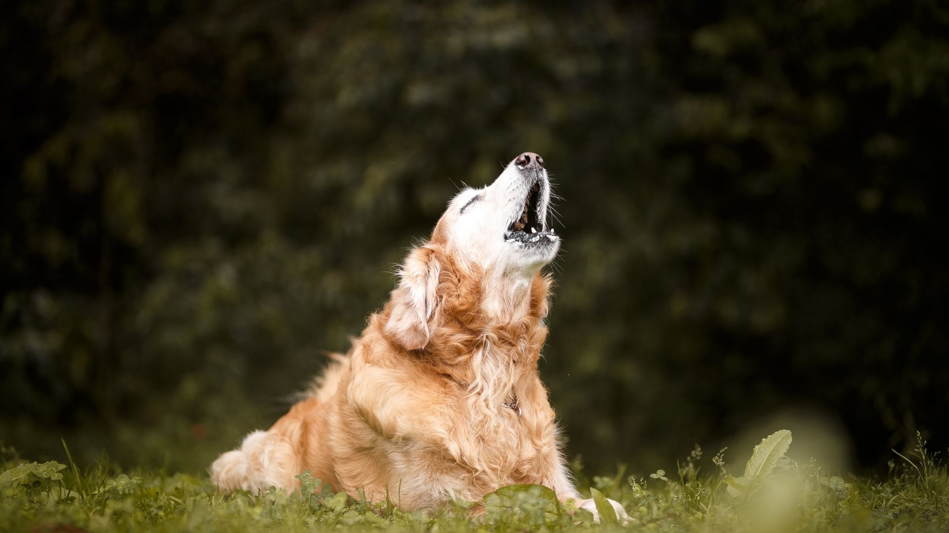 Apartmanda köpeği havlayan komşu hakkında ne yapabilirim?